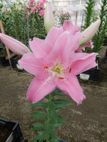 [5634 VH64 No02.JPG]